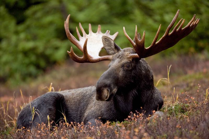 A large bull moose with a full rack of antlers standing in dry grassland