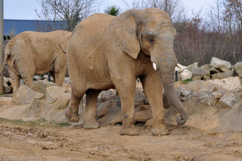 A young African elephant standing on dry ground with its ears spread wide