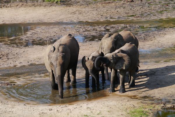 Fascinating & Little-Known Facts About Central African Republic That Will Surprise You