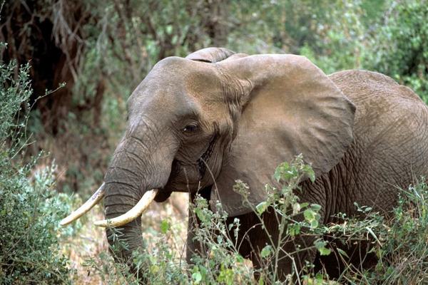 Elephants: Six Tonnes of Memory and Muscle