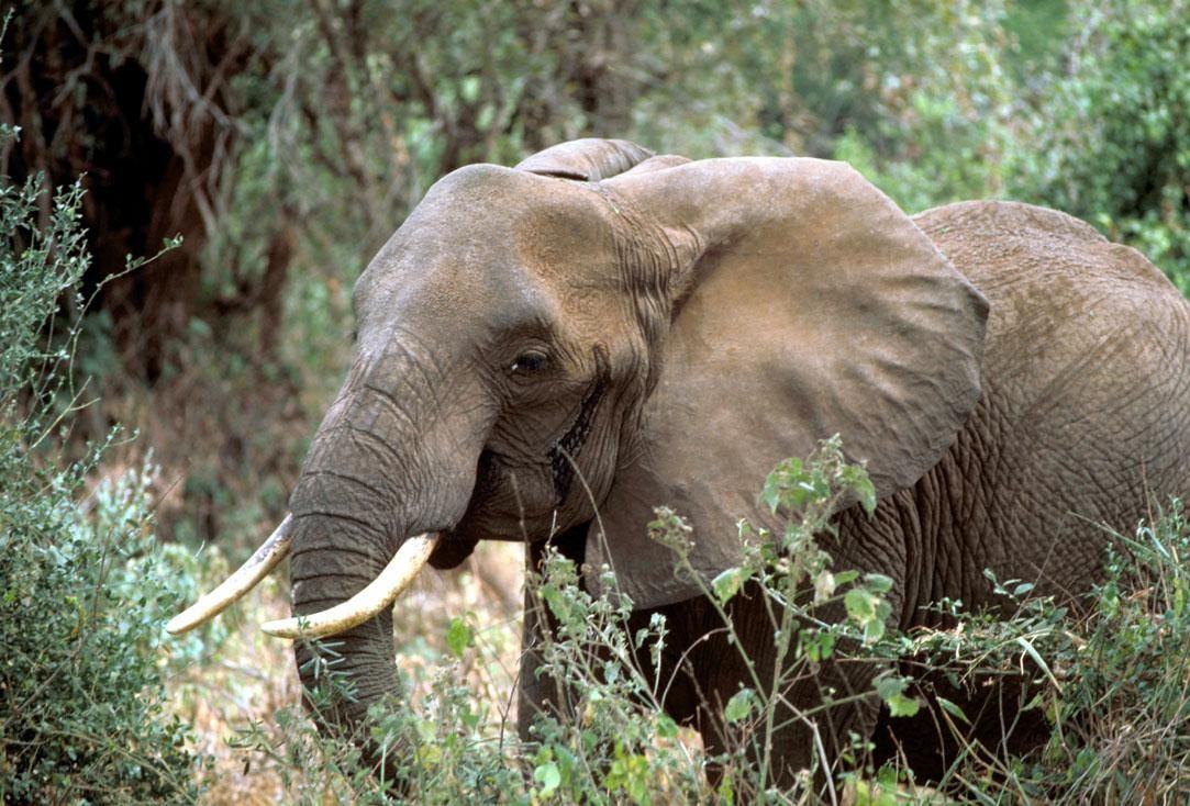 Elephants: Six Tonnes of Memory and Muscle