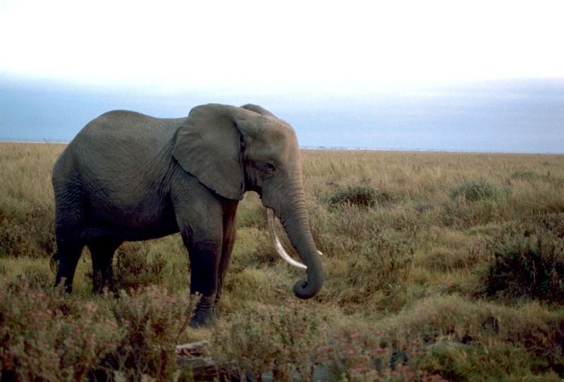 A male African elephant walking across open ground