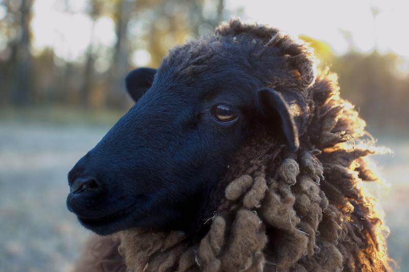 Close-up of a black sheep's head seen from the side, showing the horizontal pupil