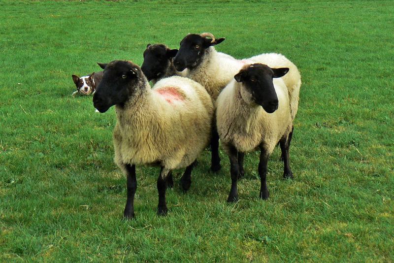 Border Collie crouching low while herding sheep across a green field
