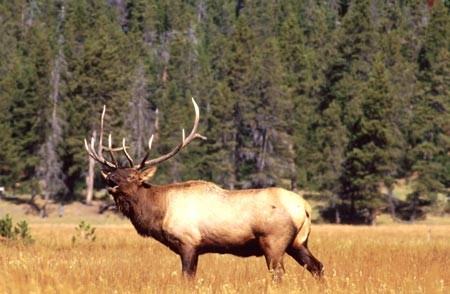 A bull elk bugling with its head raised and mouth open during the autumn rut