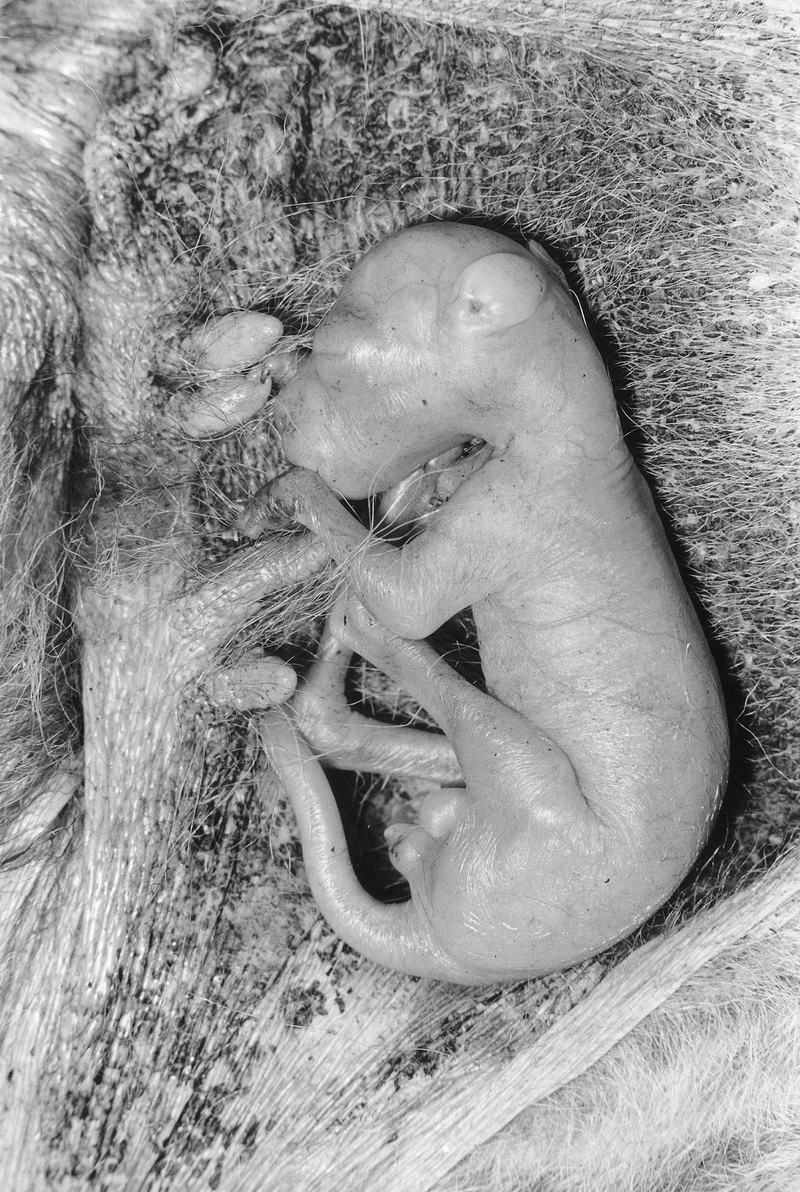 A tiny hairless kangaroo joey attached to a teat inside the pouch