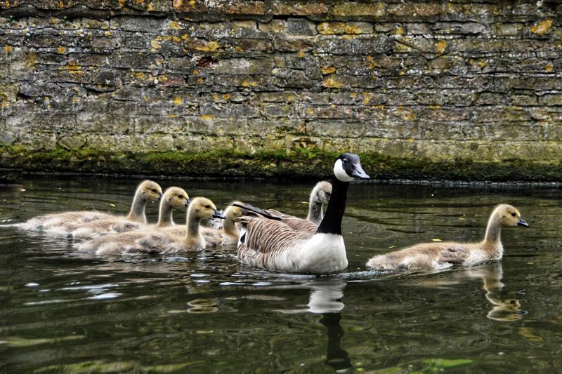An adult Canada goose on grass beside several small yellow goslings