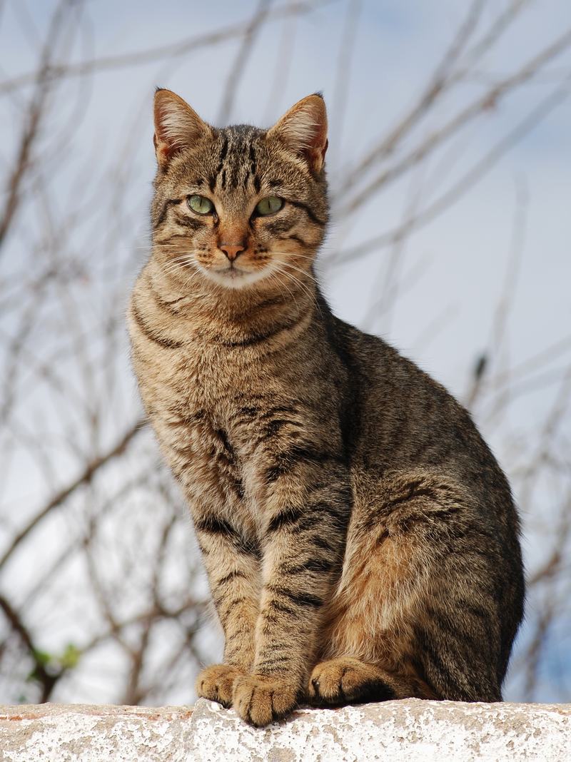 Close portrait of a tabby cat showing long white whiskers and wide eyes