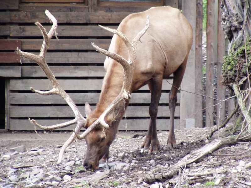 A bull elk with large antlers still covered in furry velvet skin