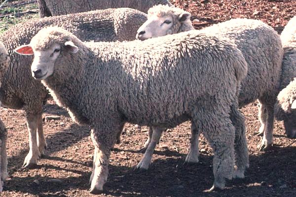 Sheep: Rectangular Pupils, Real Friendships and Long Memories