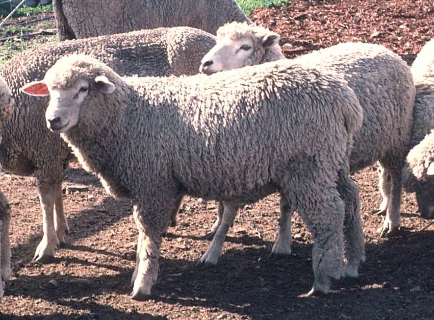 Sheep: Rectangular Pupils, Real Friendships and Long Memories