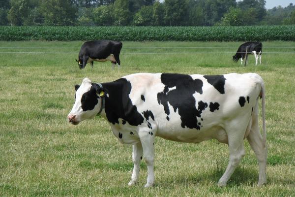 Cows: One Big Stomach, Real Friendships and Sharp Memories