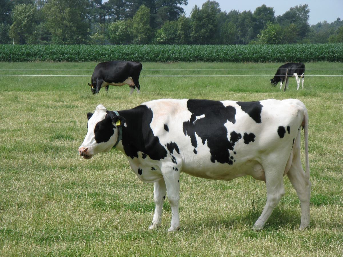 Cows: One Big Stomach, Real Friendships and Sharp Memories