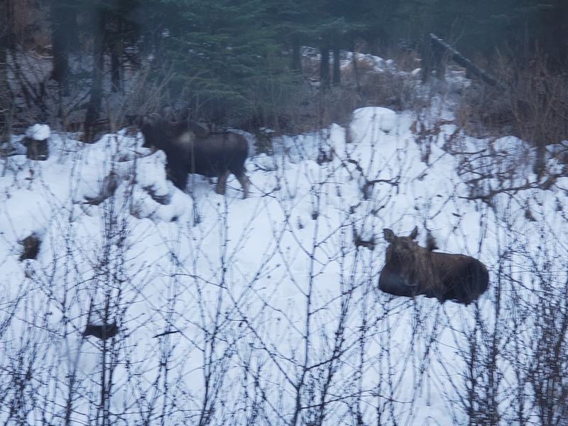 A cow moose standing beside her young calf in deep snow