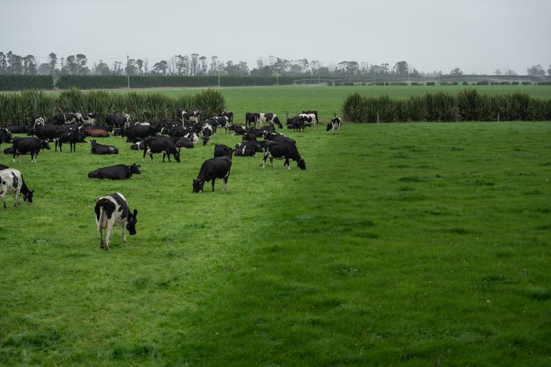 Dairy cows grazing a field with a clear even graze line
