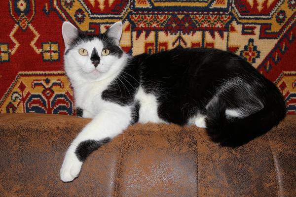 Cats: 32 Ear Muscles and a Collarbone That Floats