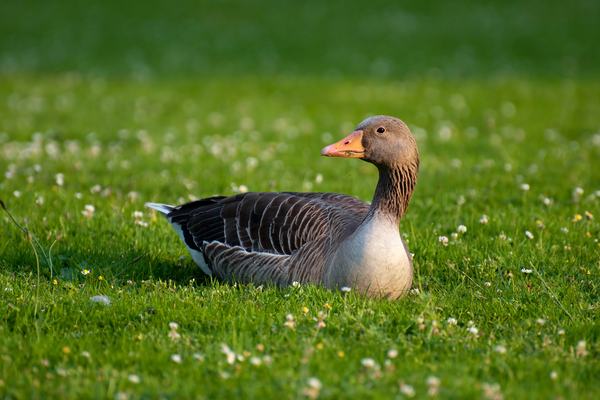 Geese: Formation Flying and Goslings That Adopt You
