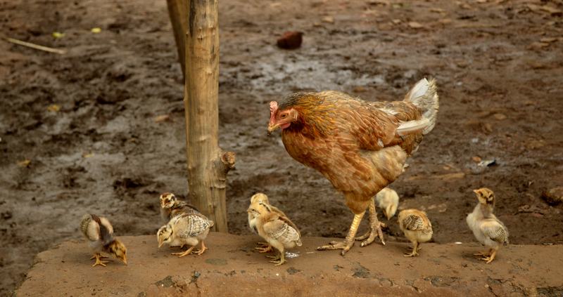 A brown hen standing on bare ground surrounded by several small fluffy chicks