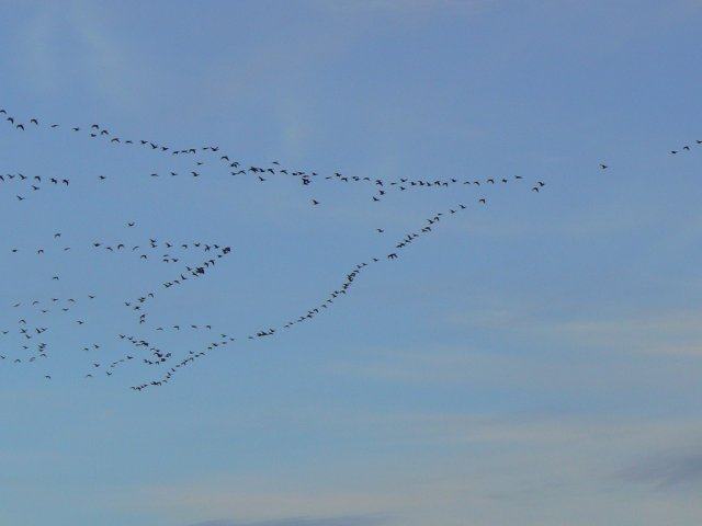 Skeins of greylag geese flying in a V formation against a pale sky