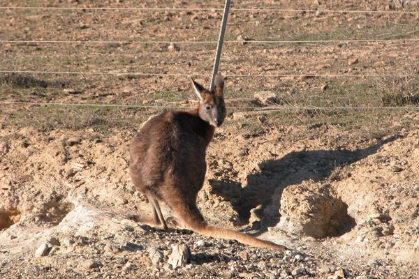 Kangaroos: The Only Big Animal That Gets Around by Hopping