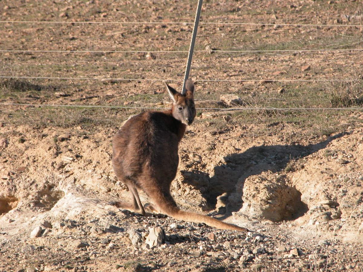 Kangaroos: The Only Big Animal That Gets Around by Hopping