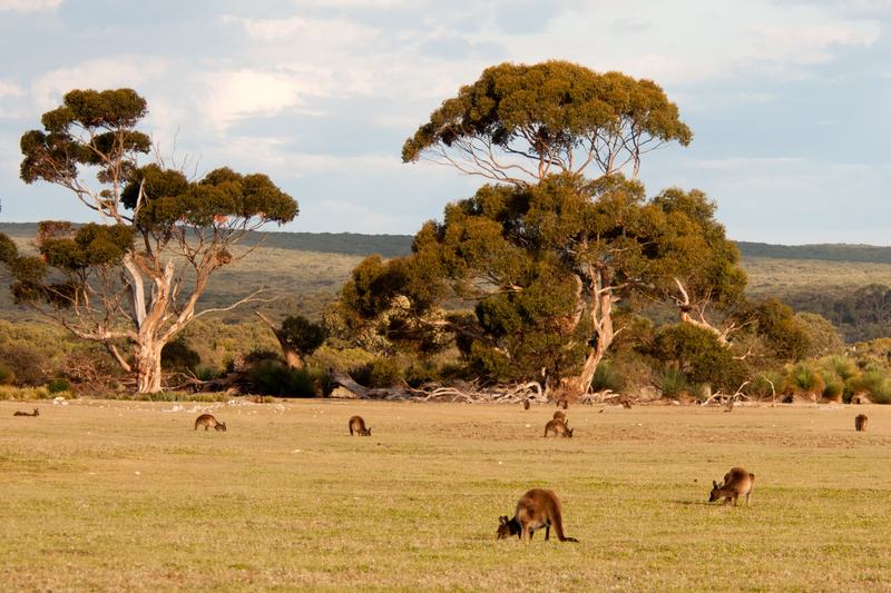A group of grey kangaroos grazing on open grassland