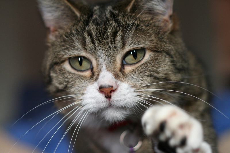 A cat lying on its back, paws relaxed, mid-stretch