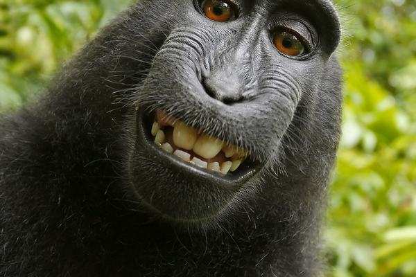 Monkeys: Tails, Tool Kits and 260 Species