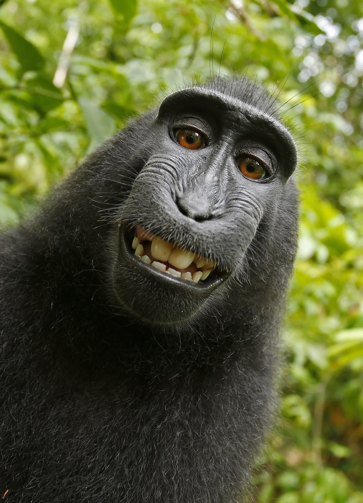 Monkeys: Tails, Tool Kits and 260 Species