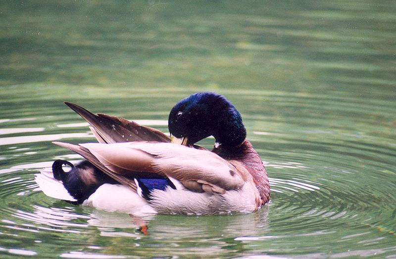 A male mallard duck preening its wing feathers while floating on water