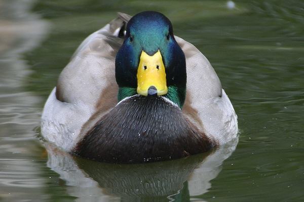 Ducks: Waterproof Feathers and Feet That Ignore Ice