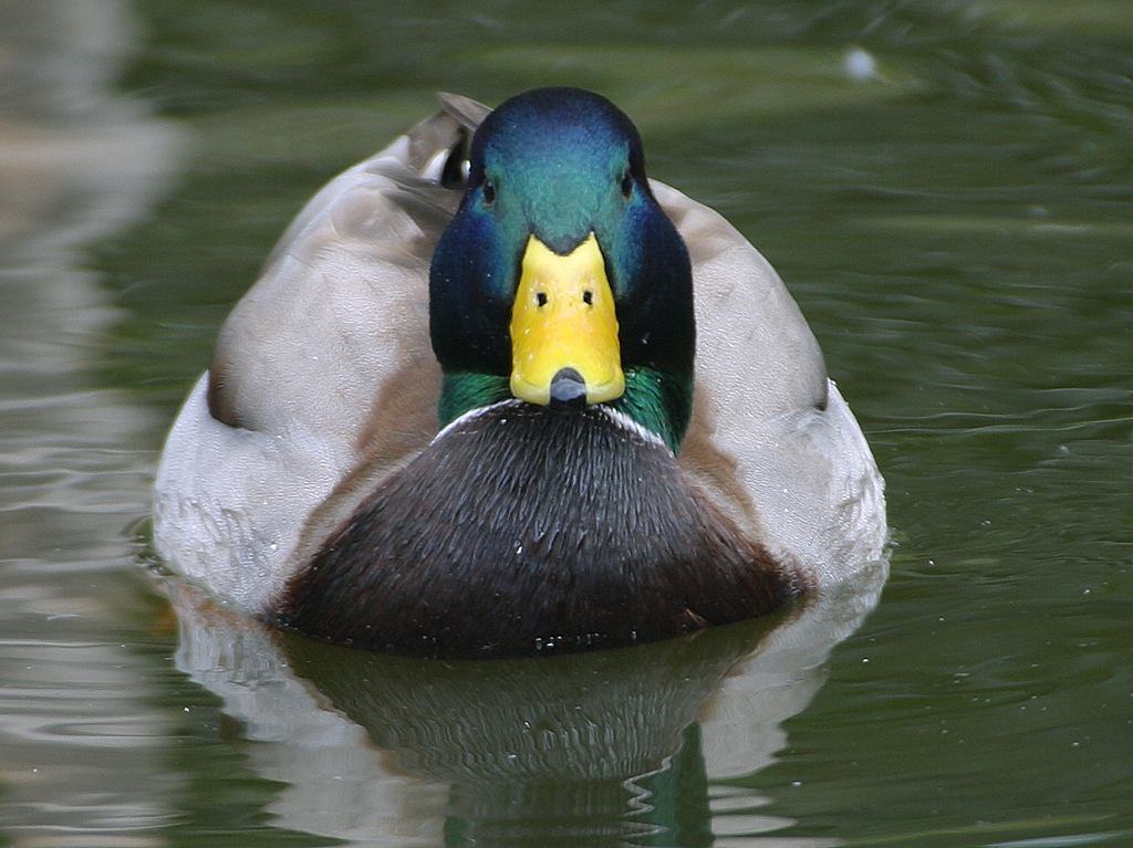 Ducks: Waterproof Feathers and Feet That Ignore Ice
