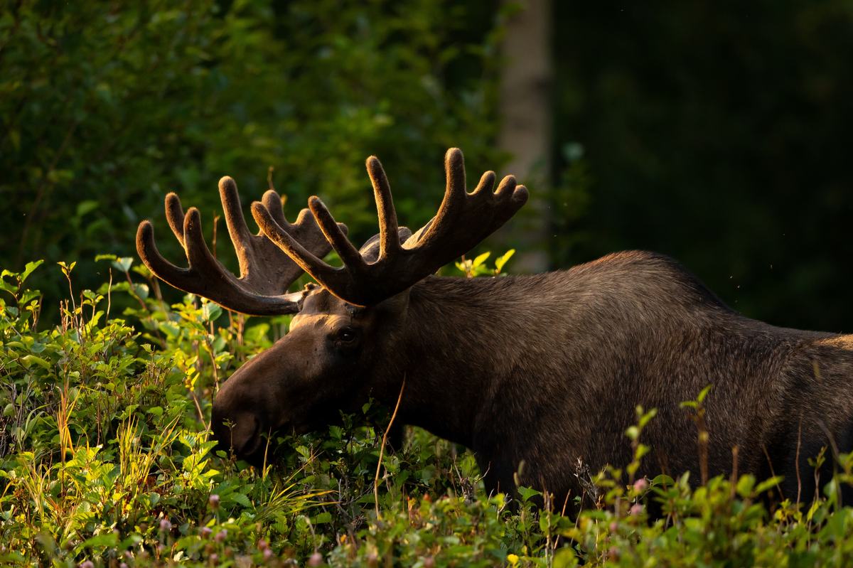 Moose: The Giant Deer With a Dangling Dewlap