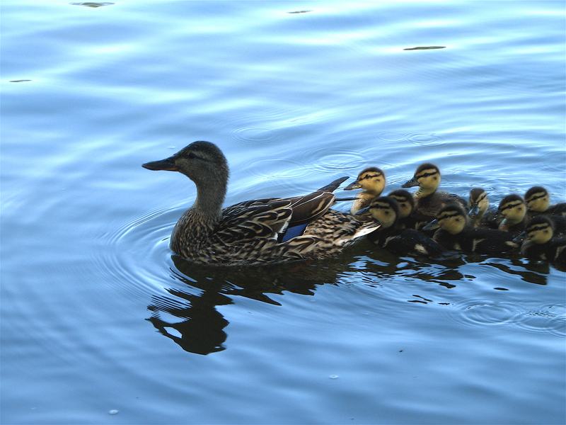 A female duck on grass leading a line of small fluffy ducklings