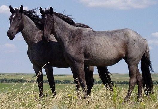 Two Nokota horses standing together on open grassland