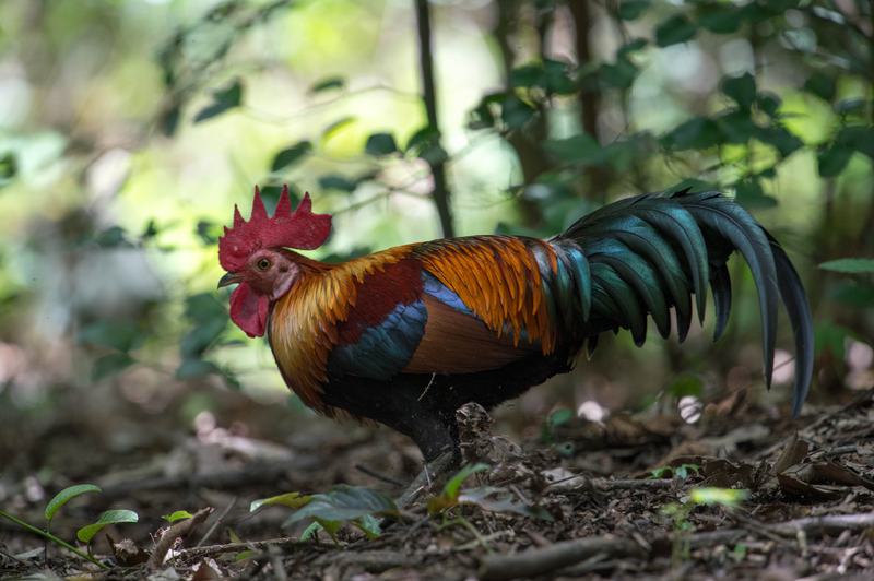 A red junglefowl rooster with glossy red and gold plumage standing at the edge of a forest