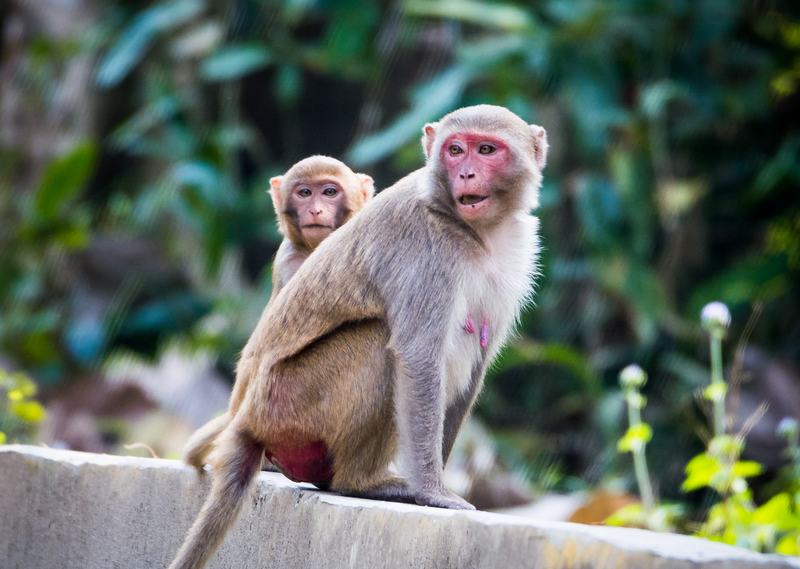A rhesus macaque mother sitting with her infant clinging to her chest