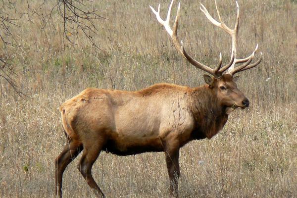 Elk: Antlers, Bugles and a Pair of Ivory Teeth