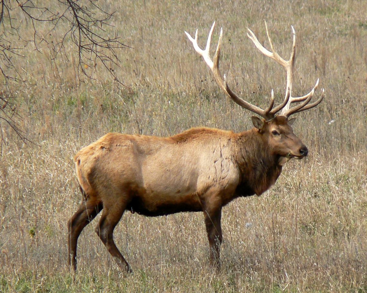 Elk: Antlers, Bugles and a Pair of Ivory Teeth
