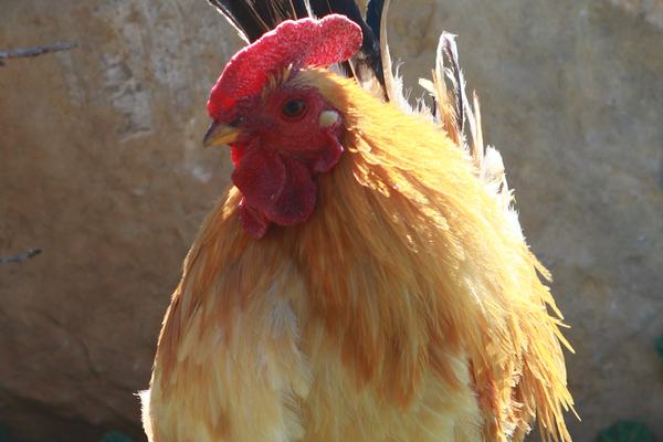 Chickens: Clever Birds With a Dinosaur Family Tree