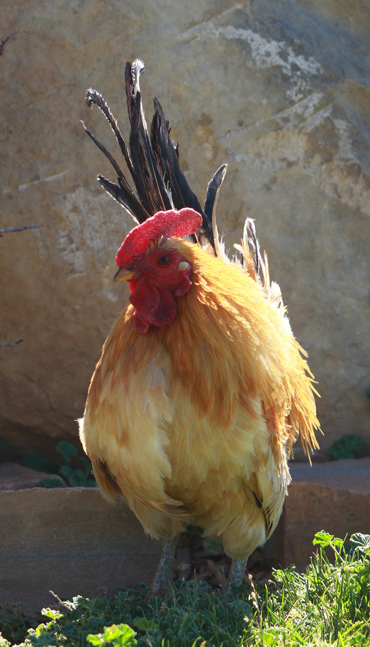 Chickens: Clever Birds With a Dinosaur Family Tree