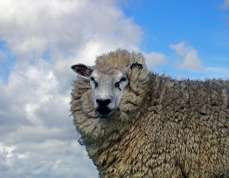 A single sheep standing in a green field looking towards the camera