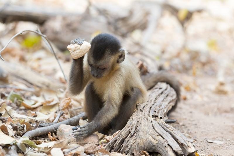 A wild capuchin monkey using a stone to crack open a nut on a rock anvil