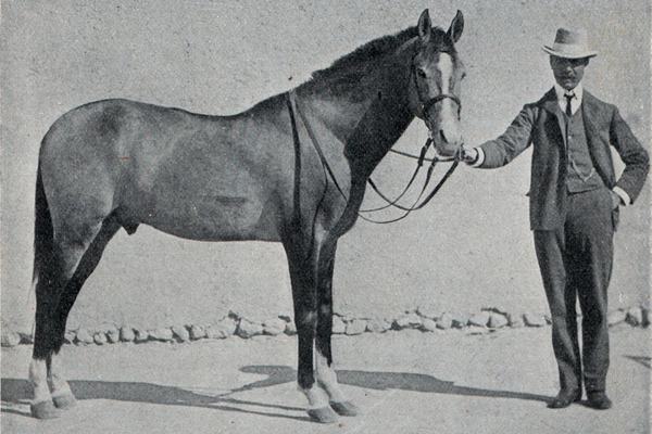 Horses: Big Eyes, Locking Knees, and Long Memories