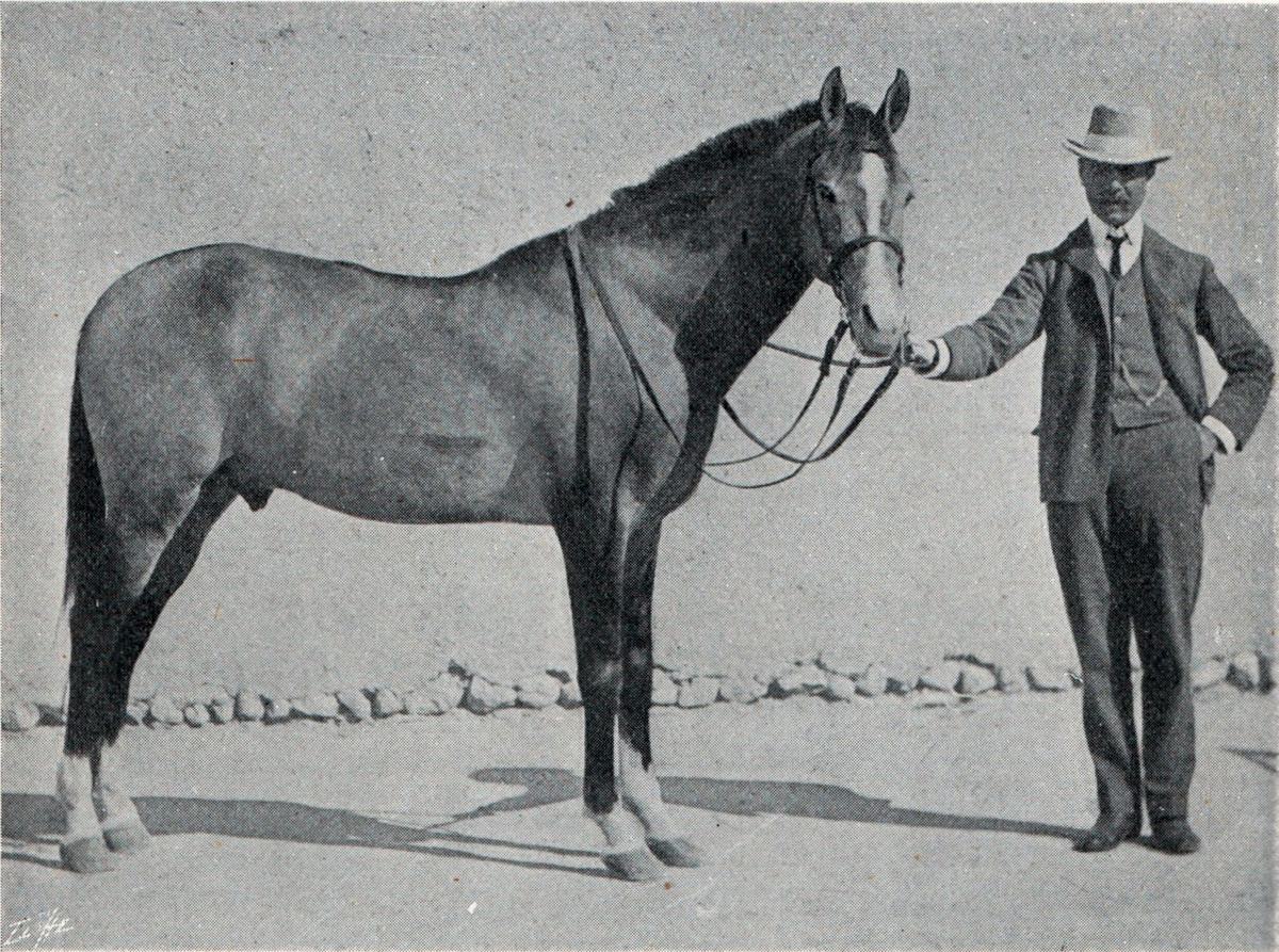Horses: Big Eyes, Locking Knees, and Long Memories