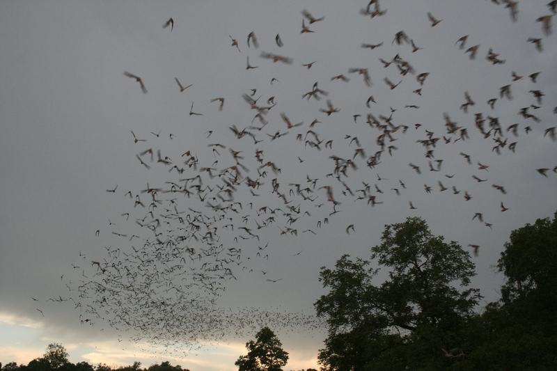 A group of bats in flight against a pale sky as they leave a roost