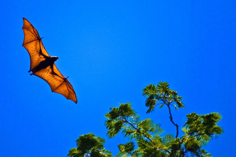 A large fruit bat, or flying fox, hanging from a branch with its wings folded