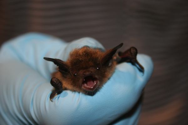 Bats: The Only Mammals That Actually Fly