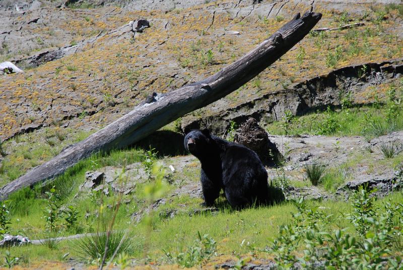 A black bear walking along the shore of Lake Mills in Olympic National Park