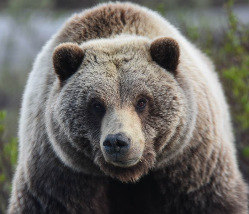 A grizzly bear standing in green vegetation in Denali National Park